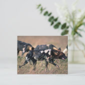 アフリカワイルドドッグス狩りオンサバンナ ポストカード (スタンド正面)
