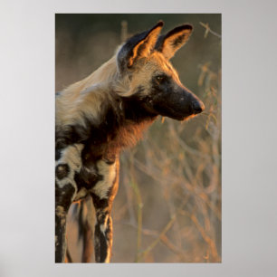 アフリカワイルドドッグ(Lycaon Pictus)、Kruger ポスター