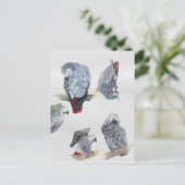 アフリカングレイのオウム。グリ独占的フ設計 ポストカード (スタンド正面)