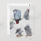 アフリカングレイのオウム。グリ独占的フ設計 ポストカード (正面/裏面)