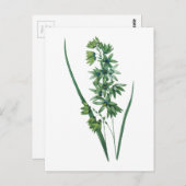 アフリカンコーンリリー（イクシア・ヴィリディフローラ）by Redoute ポストカード (正面/裏面)