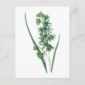 アフリカンコーンリリー(イクシア・ヴィリディフローラ)by Redoute ポストカード (正面)