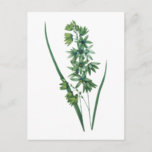 アフリカンコーンリリー（イクシア・ヴィリディフローラ）by Redoute ポストカード (正面)