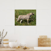 アフリカンチーター歩くオン・グラス ポスター (キッチン)