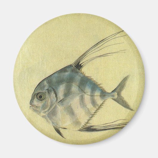 アフリカンパンパノの幼魚、イトヒキアジ マグネット (正面)