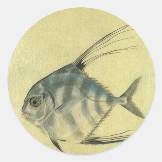 アフリカンパンパノ(ロウニンアジ科の魚) ラウンドシール (正面)