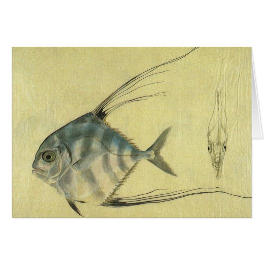 アフリカンパンポの魚、ビンテージのイトヒキアカマツカ (正面横)