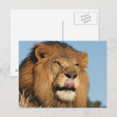 アフリカンライオン(パンテラレオ)、アフリカンサバンナ ポストカード (正面/裏面)