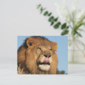 アフリカンライオン(パンテラレオ)、アフリカンサバンナ ポストカード (スタンド正面)