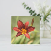 アフリカンリリー (スタンド正面)