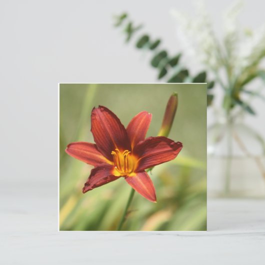 アフリカンリリー (スタンド正面)