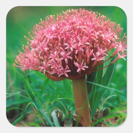 アフリカンリリー（アガパンツス・プラエコックス）、マラマラ・マラ スクエアシール (正面)