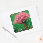 アフリカンリリー（アガパンツス・プラエコックス）、マラマラ・マラ スクエアシール (封筒)