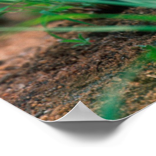 アフリカンリリー(アガパンツス・プラエコックス)、マラマラ・マラ ポスター (角)