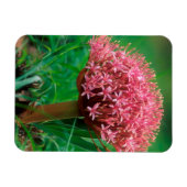 アフリカンリリー(アガパンツス・プラエコックス)、マラマラ・マラ マグネット (横)