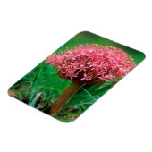 アフリカンリリー(アガパンツス・プラエコックス)、マラマラ・マラ マグネット (左側)