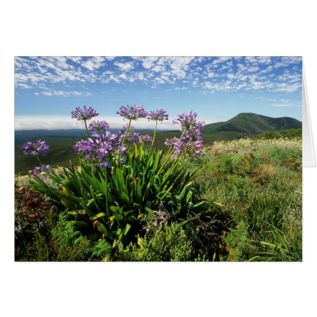 アフリカンリリー (Agapanthus praecox)、モッセルベイ (正面横)