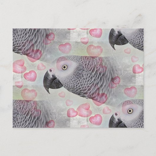 アフリカン・グレーのふわふわハート ポストカード (正面)