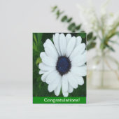 アフリカン デイジー ポストカード (スタンド正面)