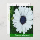 アフリカン デイジー ポストカード (正面/裏面)