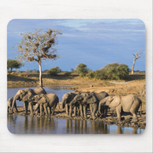 アフリカン・ブッシュ・エレファント (Loxodonta Africana) 群れ マウスパッド