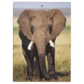 アフリカ人のブッシュ象 クリップボード (裏面)
