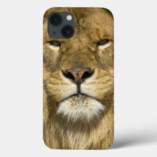 アフリカ人のBarbaryのライオン、ヒョウ属レオレオ、者の iPhone 13ケース