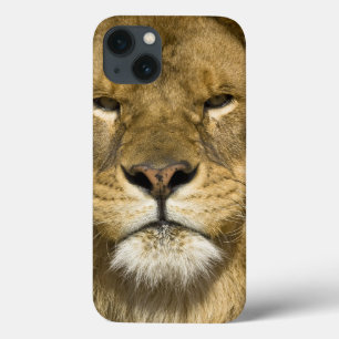 アフリカ人のBarbaryのライオン、ヒョウ属レオレオ、者の iPhone 13ケース