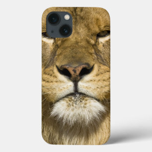 アフリカ人のBarbaryのライオン、ヒョウ属レオレオ、者の iPhone 13ケース