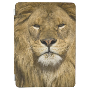 アフリカ人のBarbaryのライオン、ヒョウ属レオレオ、者の iPad Air カバー