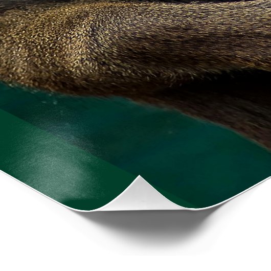 アフリカ人猿 ポスター (コーナー)