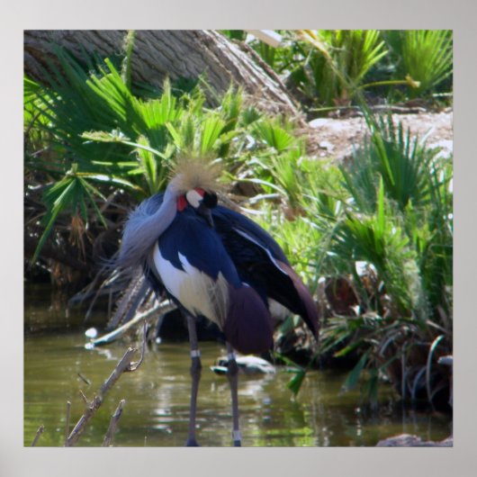 アフリカ冠クレーンプリント ポスター (正面)