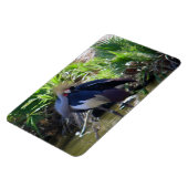 アフリカ冠クレーン マグネット (左側)