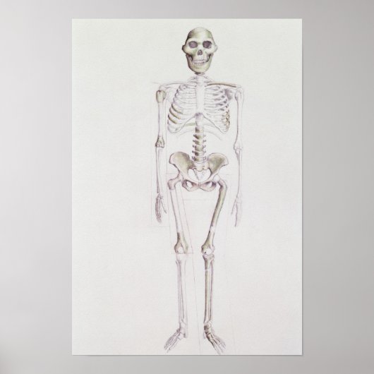 アフリカ大陸の骨格 ポスター (正面)