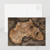 アフリカ恐竜の化石 ポストカード (正面/裏面)