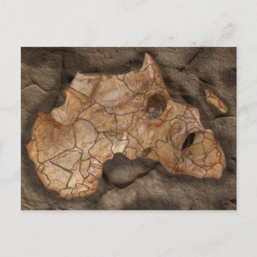 アフリカ恐竜の化石 ポストカード (正面)