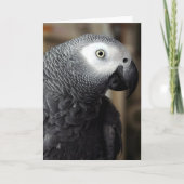 アフリカ灰色のオウムのポートレートのブランクの挨拶状 カード (正面)