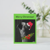 アフリカ灰色のオウムのメリークリスマス!ポストカード シーズンポストカード (スタンド正面)