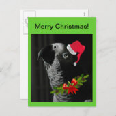 アフリカ灰色のオウムのメリークリスマス!ポストカード シーズンポストカード (正面/裏面)