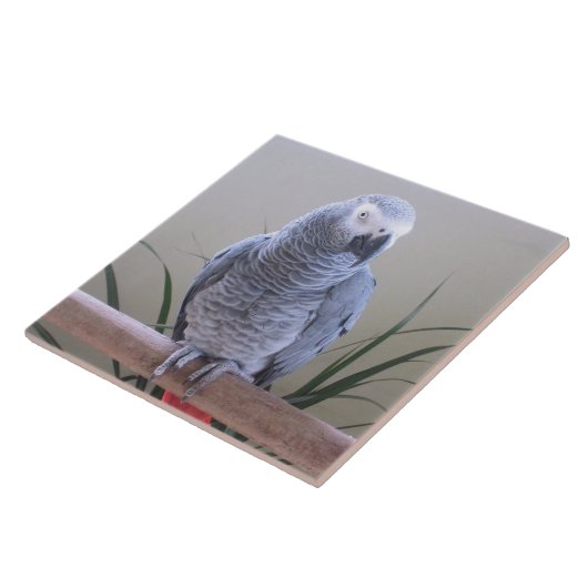 アフリカ灰色のオウム タイル (側面)