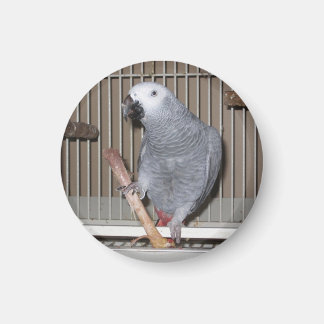 アフリカ灰色の食べ物オウムの鶏骨 マグネット