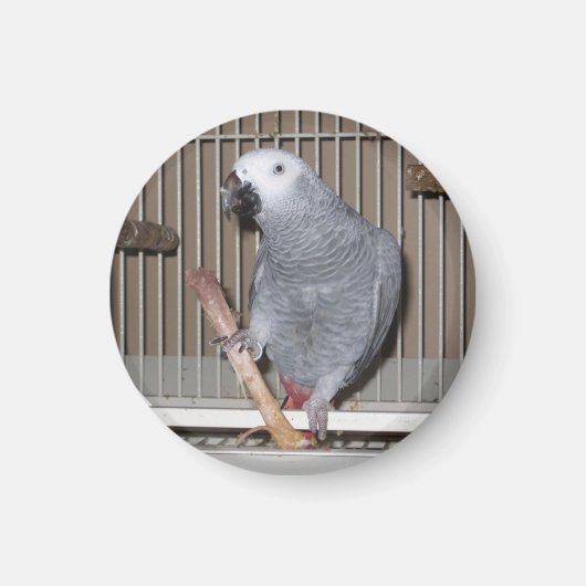 アフリカ灰色の食べ物オウムの鶏骨 マグネット (正面)