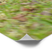 アフリカ産のカメが草の上に飛び出る ポスター (角)