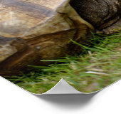 アフリカ産のカメが草の上に飛び出る ポスター (角)