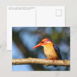 アフリカ産のカワセミ ポストカード