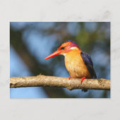 アフリカ産のカワセミ ポストカード (正面)