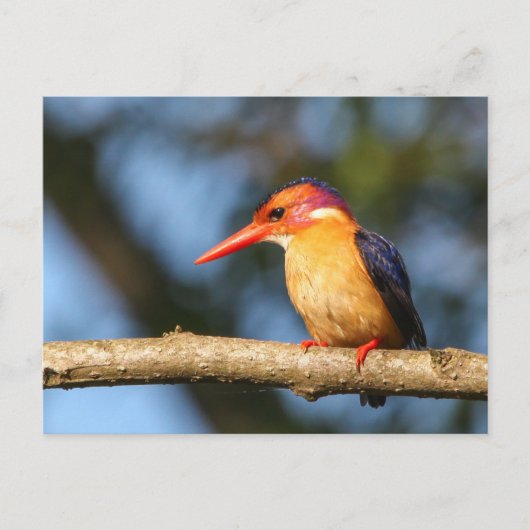 アフリカ産のカワセミ ポストカード (正面)