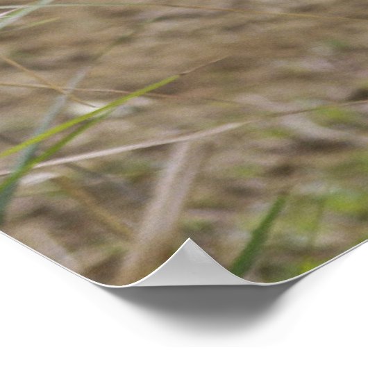 アフリカ産の野犬 ポスター (角)