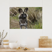 アフリカ産の野犬 ポスター (キッチン)