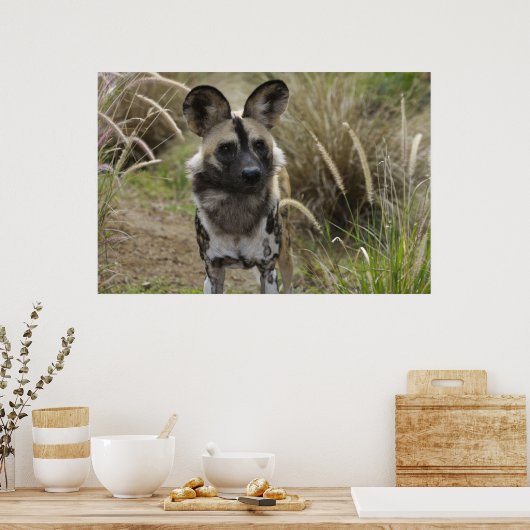 アフリカ産の野犬 ポスター (キッチン)